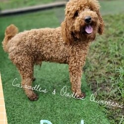 Adopt a dog:Bordoodle Puppy, Soft Fleece Coat, READY FOR HIS NEW HOME/Other//Younger Than Six Months,READY FOR HIS NEW HOME NOW!Gorgeous Soft Fleece Coat Male BordoodleBorn 6th August and now ready for his new loving homeWormed at 2, 4, 6 & 8 weeks oldMicrochipped, vaccinated and has had 2nd vet checkMum is a beautiful loving Border Collie, Dad is a Red Mini Poodle, DNA tested with excellent results to ensure high quality puppies are produced.He has a gorgeous soft fleece coat and will be medium size dog with approximate weight ranging between 8kg- 15kgs with very minimal shedding.He comes with a puppy pack including toys, food and accessories to help you prepare for them.He is toilet trained on artificial grass and has been socialised with people and other pets to help with social skills and playtimeWe are flexible with viewing times and offer video calls for interstate buyersGive us a call or send us a message to help you find your perfect forever puppy