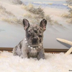 Diamond Belle/French Bulldog									Puppy/Female	/7 Weeks,Get ready to fall in love with this precious French Bulldog puppy, Diamond Belle! She is super sweet with a great personality and she is also being family raised. Diamond Belle has been checked by a vet, is up to date on shots & wormer, plus the breeder provides a 1-year genetic health guarantee. If you are interested in setting up an appointment to meet this lovable gal who can be registered with either the ACA or AKC, please contact The Martin Family today!