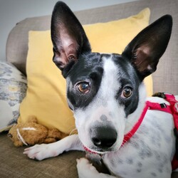 Adopt a dog:Elle (VA)/Rat Terrier/Female/Young,Playful 1-year-old Elle is just about the cutest 'adult puppy' you're ever going to meet! At 18 lbs., she's fully grown, but she has the energetic 'what-shall-I-get-into-next' attitude of a toddler. She loves playing with her toys (including the tags that she may chew off), collecting interesting souvenirs in her mouth while on her walks, and helping her foster mom with gardening by taste testing every herb growing on the deck! She's working hard at her potty training and currently sleeps soundly up to five hours in her crate at night. She is also mostly accident free during the day. If you continue to provide her with a consistent schedule of outdoor potty breaks, she'll reach house-training mastery in no time.

Elle seems more calm and confident with a fellow canine around, so she would do best in a home with another dog. And she hopes her new family loves physical activity as much as she does. She's a fun-loving gal, who plays hard and snuggles with all her heart. If you nurture Elle with exercise, consistency, and plenty of belly rubs, she'll make one 'Elle' of a great dog! See more photos of Elle in her online album at https://imageevent.com/newrattitude/elle .

Our adoption fee is $200 for adult dogs or $250 for puppies under 6 months old.
If you are interested in adopting this dog, PLEASE READ THE DETAILED ADOPTION PROCESS information on our website at www. NewRattitude.org/adopt/ From there, you can access our adoption application or contact our Adoption Team for more info.
