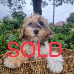 Mini Aussiedoodle puppies/Australian Shepherd Dog//Younger Than Six Months,Highly sought after designer breed, the aussiedoodle is a cross between the Australian Shepard and a mini poodle, they make excellent family pets due to their intelligence and loyaltyChocolate Merle male: $3500. SOLDBlack male: $3000. SOLDApricot male: $2500Can assist with local delivery and interstate transport