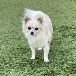 Adopt a dog:Daisy/Papillon/Female/Senior,Hi my name is Daisy.  I am about 5 lbs, 10 years old and in good health.  I have lived out in the country with my boyfriend Oly.  My mom and dad are both elderly and can no longer take care of us.  I am a sweet calm little girl.  I was just groomed and did great.  I would love to be a pamper pooch the rest of my days.  I belong in Hollywood, not running the fields of the valley.  I have many years ahead of me and intend on enjoying everyone,  I would love to be your travel partner.