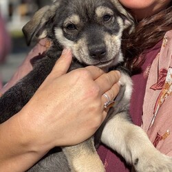 Adopt a dog:Winston/Norwegian Elkhound/Male/Baby,Winston is a handsome 10 week old male Husky Shepherd mix who is looking for a new furever home.  He gets along great with other dogs and will be fine with children, too.  Winston is neutered, up to date on puppy shots, and microchipped, too.  If you think he might fit into your home, please contact me at debwolfecorgis@gmail.com for an application.  His adoption fee is $299.00.