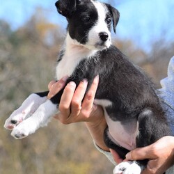 Adopt a dog:me/Wire Fox Terrier/Female/Baby,LOOKING FOR THE ADOPTION APPLICATION FORM? 
Please visit our website at: www.LHAR.dog 

If application is approved, pup will be held for you to adopt Saturday 11/5
.
Location: WagsMore Adopt & Shop 450 Prospect Blvd, Frederick MD 21701 

Age approx. 10 weeks as of 11/5

Adoption donation for this pup is $275 plus a $100.00 spay/neuter deposit. Around the age of 6 months, adopter will agree to take the pup to vet of their choice for spay/neuter procedure. Once complete we ask for the documentation to be sent back to LHAR and we will issue a $100.00 deposit refund check to adopter.

This includes: Age appropriate vaccines and dewormings, 

Size: Small when full grown

Breed: Wire Haired Terrier Mix is  best guess? 

Please note our requirements to adopt
 1. Fill out our online application at: Www.LHAR.dog
 2. We require all current pets in the household to be up to date on shots and be spayed/neutered. Veterinary references will be contacted. 
3. We require that someone be in the home/work from home half of the work day throughout the work week. It is not healthy for a puppy to be crated and left alone for 5 or more hours a day. Lunch breaks are not considered home half the work day and asking a neighbor to stop in is not considered home half the day

Their Story: LHAR this social girl with the help of an organization in rural WV. She is an energetic cuddlier who loves to wrestle and play with her foster siblings  

Weight: approx. 7 lbs as of 10/30

Photos were taken on 10/30

Questions? Please email: lharinfo@gmail.com 
Adoption donation fees: Please know that 100% of our fees go towards the rescue of puppies and dogs in need. Lonely Hearts Animal Rescue is a 501c3 non-profit organization. 

Thank you for considering a rescue pup!