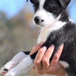 Adopt a dog:me/Wire Fox Terrier/Female/Baby,LOOKING FOR THE ADOPTION APPLICATION FORM? 
Please visit our website at: www.LHAR.dog 

If application is approved, pup will be held for you to adopt Saturday 11/5
.
Location: WagsMore Adopt & Shop 450 Prospect Blvd, Frederick MD 21701 

Age approx. 10 weeks as of 11/5

Adoption donation for this pup is $275 plus a $100.00 spay/neuter deposit. Around the age of 6 months, adopter will agree to take the pup to vet of their choice for spay/neuter procedure. Once complete we ask for the documentation to be sent back to LHAR and we will issue a $100.00 deposit refund check to adopter.

This includes: Age appropriate vaccines and dewormings, 

Size: Small when full grown

Breed: Wire Haired Terrier Mix is  best guess? 

Please note our requirements to adopt
 1. Fill out our online application at: Www.LHAR.dog
 2. We require all current pets in the household to be up to date on shots and be spayed/neutered. Veterinary references will be contacted. 
3. We require that someone be in the home/work from home half of the work day throughout the work week. It is not healthy for a puppy to be crated and left alone for 5 or more hours a day. Lunch breaks are not considered home half the work day and asking a neighbor to stop in is not considered home half the day

Their Story: LHAR this social girl with the help of an organization in rural WV. She is an energetic cuddlier who loves to wrestle and play with her foster siblings  

Weight: approx. 7 lbs as of 10/30

Photos were taken on 10/30

Questions? Please email: lharinfo@gmail.com 
Adoption donation fees: Please know that 100% of our fees go towards the rescue of puppies and dogs in need. Lonely Hearts Animal Rescue is a 501c3 non-profit organization. 

Thank you for considering a rescue pup!