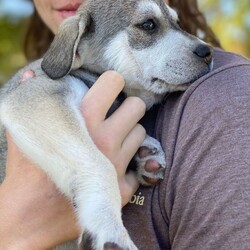Adopt a dog:Winston/Norwegian Elkhound/Male/Baby,Winston is a handsome 10 week old male Husky Shepherd mix who is looking for a new furever home.  He gets along great with other dogs and will be fine with children, too.  Winston is neutered, up to date on puppy shots, and microchipped, too.  If you think he might fit into your home, please contact me at debwolfecorgis@gmail.com for an application.  His adoption fee is $299.00.