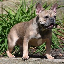 Thor/French Bulldog									Puppy/Male	/9 Weeks,Meet Thor, a friendly Lilac and Tan French Bulldog puppy that is sure to bring joy to any home! Thor is well socialized and is friendly and playful! He should weigh around 15-18# as an adult. He is up to date on his vaccinations and dewormings and will go to his new home with a vet check, vaccination records and a 2 year genetic health guarantee. Text or call me to meet this handsome guy!