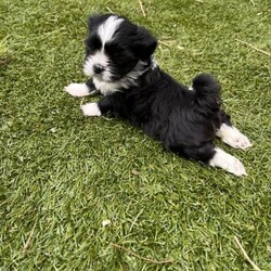 Adopt a dog:Lhasa Apso puppies for sale/Lhasa Apso//Younger Than Six Months,Cute as a button Lhasa Apso brought up with love and care will be chipped and vaxed. 5 to choose from,Male x 2 $2500 eachFemale x 2 $3000 eachFemale x 1 Golden/White $3500First to see will buy great lttle watch dog, does not shed, happy to be left alone during the day, will love you to death when you come home.