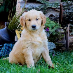 Mitzy/Golden Retriever									Puppy/Female	/8 Weeks,Check out this super expressive Golden Retriever puppy, Mitzy! This friendly gal is vet checked and up to date on shots and wormer. She can be registered with the ACA, plus comes with a health guarantee provided by the breeder! Mitzy is super playful and can’t wait to join in on all the fun at your place! If you would like more information on how to bring Mitzy into your home, please contact Steven & Kathryn Smucker today!