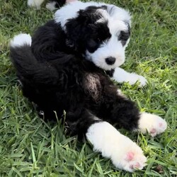 Adopt a dog:F1 Mini Sheepadoodles (will hold for Xmas) 2 left /Old English Sheepdog//Younger Than Six Months,These are Australia’s only genuine first generation Mini Sheepadoodles available. First generation Sheepadoodles, have a genetic inbreeding level of 0-1%, compared with purebreds and multi gens, who have related lines. These pups are 50% Old English sheepdog and 50% Miniature Poodle.Mum is our outstanding purebred Old English Sheepdog, and dad is our fabulous Purebred Miniature Poodle. Both parents have incredible temperaments, and are both DNA tested for over 200 genetic diseases, breed purity tested, as well as Hip And Elbow Scored with better than breed average results.Our pups are born in our family home, and extensively handled and start life with ENS protocol. This sets pups up for the best start to life, and helps them adapt to change, and different life situations.We do not force wean. Our weaning process is mum led, and gradual over a period of weeks, rather than immediate or days. This helps pups digestive systems form, they are not placed under any stress, and they receive important social interaction with mum.These pups will be ready to leave at no earlier than 8 weeks, this is the 20th November, although we do like to keep pups for an additional week or 2 if needed, and have a few pups staying until xmas, so we are happy to hold pups until then.All our pups leave here, well socialised, with current toilet training in place. We start, and recommend crate training. They go with a small puppy pack, and 6 weeks insurance. Fully vet checked, first vaccination, microchipped and wormed correctly.We raise our dogs on premium nutrition, and rotated proteins to help avoid allergies. We do not have dogs with allergies, or behavioural issues.Our goal is healthy, loving, loyal and confident family members.We have 4 boys and 3 girls available. All have varying levels of white markings. There are some real stunners!These Sheepadoodles will mature anywhere from 43-50cm tall. They will be up to the size, or smaller, than an Old English Sheepdog.They will have what is considered a non shedding coat, and will need regular brushing and grooming.If you are looking for a loving, loyal, intelligent best friend. These pups will tick all your boxes.Follow our Tik Tok or Instagram Puppy Connect Australia for videos and more information.Registered breeder with NCPI9002605Microchip numbers991003001955188991003001955191991003001955185991003001955187991003001955199991003001955182991003001955183
