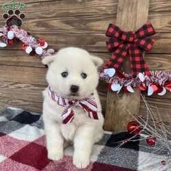 Glory/Pomsky									Puppy/Female	/5 Weeks,Glory is a awesome puppy.  She will make you happy to have her share your home for the holidays.  She loves to cuddle and give kisses.  She has had her first shots and de-wormed.  Call William and Betty at 302-538-3458.