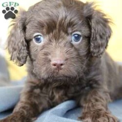 Truman/Cavapoo									Puppy/Male	/10 Weeks,Truman is a very friendly annd outgoing puppy that love to play around with children!