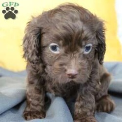 Truman/Cavapoo									Puppy/Male	/10 Weeks,Truman is a very friendly annd outgoing puppy that love to play around with children!