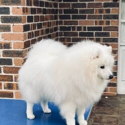 Quality Registered Japanese Spitz Male Puppy/Japanese Spitz//Younger Than Six Months,Maemuki Japanese Spitz have a beautiful baby boy for sale, who can go to his new home on the 24th December 2022 from Turramurra (Sydney). We anticipate he will mature to be a beautiful looking boy, particularly noting his parents ("Marshall" and "Maya") are high quality Japanese Spitz who have attained their Australian Championship Titles.Dad "Marshall" hails from Melbourne and has been an excellent producer and enjoyed success in the show ring. He is a very soft and sweet natured boy, being extremely easy to live with.Mum "Maya" was bred by us and has recently enjoyed a lot of success in the showring prior to maternal duties, winning best Female Japanese Spitz at our Japanese Spitz only shows in Brisbane. She is a very athletic and sweet bubbly girl.We are very serious breeders who are passionate about all things Japanese Spitz. As a result, we aim to breed high quality dogs who possess strong conformation, who are great examples of the breed, as well as importantly displaying excellent temperaments and health. We showcase our dogs at dog shows, as we are proud of the quality of our dogs and strive to continually maintain a high quality.Additionally, we have strong breeding principles and are strongly invested in our dogs. No expense is spared in raising and caring for our dogs and puppies and they are raised within the comfort of our home. Both the parents have been vet cleared for Patella Luxation, the biggest issue in the breed. You can find out more about our initatives in our Health testing portion of the website.This little man will come with:- Dogs NSW pedigree papers- Micro-chipped- 1st lot of vaccinations completed- Lifetime breeder support- Regularly wormed- Administered first round of flea and tick treatmentPuppy Pack including:- Toys- Blanket- Puppy preparation reading materials- Slicker brush- Shampoo- Dry puppy foodWe encourage you to get in touch and to also have a look at our website to get a feel for us and our dogs. I have included some photos of the puppy's 3/4 brother, the puppy, father and mother. We are very much looking forward to seeing who will take this guy and become part of our Maemuki Japanese Spitz family.