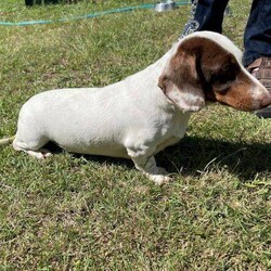 Purebred Minature Piebald Dachshund pup Ready to leave NOW/Dachshund//Younger Than Six Months,This Stunnung little boy is 12 weeks old and has been Desexed, Vaccinated, Microchipped,Vet Checked,wormed and Weaned and comes with a puppy pack. He is part of our family and enjoys running around our cattle property with his Mum, Dad, Nana and Pa. He loves cuddles and watching TV. He is a beautiful quite boy who loves tummy rubs.His parents are Full Breed DNA tested all clear, PRA clear and do not carry Dapple, he is a genuine Piebald as is his Mother,Father Grand Mothers and Grandfathers. For more information please phone ******8226. REVEAL_DETAILS Price is $1500 FirmTransport can be arranged at buyers cost.I am a registered breeder with RPBA 185 and my govrnment is BIN 000797630.