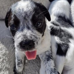 Adopt a dog:Suzy/Australian Cattle Dog / Blue Heeler/Female/Baby,The spectacular 