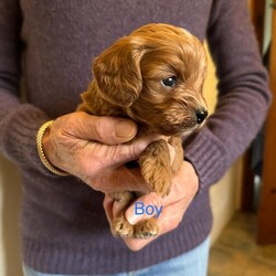 Mixed Litter Cavapoo is available for adoption
