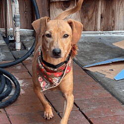 Adopt a dog:Rosie/Dachshund/Female/Young,Howdy!!!! My name is Rosie and I am a 2 yr old female Dachshund mix! My brother Rocky and I got left behind when our mom and dad split up. They left us with very kind family members who already had a full sick of doggies. So , here I am in rescue waiting for a lovely loyal family or person to scoop me up! I am a pretty chill girl who enjoys walks , talk, cuddles and kisses!!! If you are a loyal and committed human looking for a furry companion to make new memories with let's chat!!!! Please text 408-849-1080 for more info or application! 


