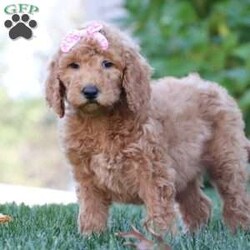Kiwi/Standard Poodle									Puppy/Female	/9 Weeks,Meet this darling Standard Poodle, Kiwi! Kiwi has the most beautiful, soft coat and the sweetest personality. You will be greeted with lots of kisses, with nonstop tail wags. She loves to join in on all your adventure, proudly following you, wherever your next adventures lead her. Kiwi will have her first vet check done and is up to date on shots and dewormer, making sure she is ready to go to all the doggie parks. This pup will also come microchipped and our one year genetic health guarantee. Lily the mom is a beautiful white Standard poodle, to match her beauty she also has the sweetest temperament always wanting to please. She weighs 60lbs. Louie the dad loves to explore the great outdoors looking for any treasure he can find. He is a handsome red Standard poodle weighing 50lbs. If you Have any additional questions, feel free to call or text. -David Fry 330-760-4763
