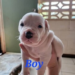 American Staffordshire Terrier is available for adoption