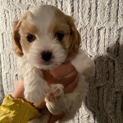 Adopt a dog:Cavaton puppies (Cavalier x Coton de Tulear)/Cavaton (cavalier x Coton de Tulear)/Mixed Litter/7 weeks,Beautiful Cavalier King Charles Spaniel (father) x Coton de Tulear (mother) puppies. Parents are KC registered with full pedigrees. Fantastic and rare cross of two fanatastic breeds, you get the best of both breeds. Father is fully heath tested cavalier.

Boy (Austin) first picture 
Girl (Meg) second picture 
Girl - Sold
Girl (Apple) fourth picture

These puppies are gorgeous cuddly puppies that have all the positives of cavaliers but without the health issues that cavaliers can suffer from even if fully health tested. These puppies have hybrid vigour as they are a first generation cross and are fantastically happy and healthy.

These puppies have been raised in the heart of a family home with huge amounts of love, care and socialisation and cats.

Coton de Tulears are one of the healthiest dog breeds and are truly hypoallergenic dogs and their unique hair does not have a ‘doggy’ smell and they are said to be one of the least ‘barky’ breeds!

This is a great time of year to get a puppy if you work from home, have had a puppy before, are have a bit of time off work and (most importantly) are having a quiet family December in which to acclimatise, bond, housetrain and cuddle these beautiful babies. If your having a busy December it’s not a great time of year to get a puppy.

Puppies have been ID chipped and will be wormed, fleaed (by a Vet), vet checked and have had their first jab just before they are ready to leave on 1 December, - This means puppy will be ready for county rambles, seaside walks and fireside pub lunches by 1st January (puppies have a second jab at 10 weeks then 2 weeks later you can take them for walks, until then it’s just your house and garden) just in time for January.

I am happy to accommodate collection of puppy when your schedule allows after 1 December.

Feel free to contact me if you have any questions or would like to visit the puppies no obligation to buy