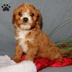 Mittens (micro)/Cavapoo									Puppy/Male	/8 Weeks,Just in time for Christmas!!! My name is Mittens and I’m the sweetest little f1b cavapoo looking for my furever home! One look into my warm, loving eyes and at my silky soft coat and I’ll be sure to have captured your heart already!  I’m very happy, playful and very kid friendly and I would love to fill your home with lots of love this holiday season! I am full of personality, and I give amazing puppy kisses! I will come to you vet checked and  up to date on all vaccinations and dewormings . We offer a 3 year guarantee and  shipping is available! My mother is a 9# cavapoo with a heart of gold and my father is an 8# red mini poodle!!   I will grow to approx.8-9# and I will be hypoallergenic and nonshedding! !!… Why wait when you know I’m the one for you? Call or text Martha to make me the newest addition to your family and get ready to spend a lifetime of tail wagging fun with me!   (7% sales tax on Ohio transactions) www.puppyloveparadise.com