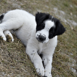 Adopt a dog:Checkers/Great Pyrenees/Male/Baby,It's all fun and 