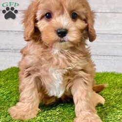 Rocky/Cavapoo									Puppy/Male	/8 Weeks,Hi my name is Rocky! I am a red cavapoo. I love to play and cuddle. I am family raised with young children, and socialized. I am vet checked and microchipped. I am up to date on all vaccinations and de-wormer. I come with a one year genetic health guarantee. Please call or text Aaron for more information or more picutres. 