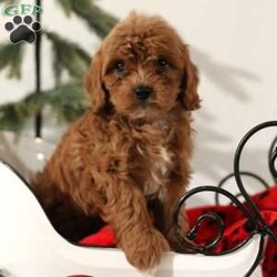 Scooter/Cavapoo									Puppy/Male	/8 Weeks,To contact the breeder about this puppy, click on the “View Breeder Info” tab above.