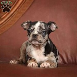 Edward/Frenchton									Puppy/Male	/8 Weeks,To contact the breeder about this puppy, click on the “View Breeder Info” tab above.