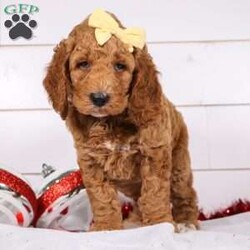 Bianca/Goldendoodle									Puppy/Female	/6 Weeks,Meet the cutest F1B Goldendoodle named Bianca! She specializes in snuggle time, this sweet pup loves her people and will never leave your side. Playtime is no joke to her, and she will always find a way to make you smile with her cute puppy antics. With her silky, soft coat and deep brown, puppy-dog eyes, this little baby will steal your heart from the very first minute you see her. The mama is a stunning Red Goldendoodle named Izzy. She weighs 40-45 lbs and is a family favorite. Dad is a handsome AKC registered Red Poodle named Oliver, weighing 20-22 lbs. He’s super intelligent and has an amazing temperament. All the puppies are microchipped, up to date on vaccines and dewormer and our one year genetic health is included. We require a deposit to reserve this little one. For more details you can visit our website www.dreamtreepuppies.com or call/text Gina at 330-260-1368 for more information! 