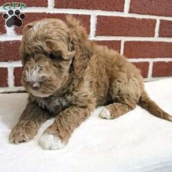 Gideon/Mini Labradoodle									Puppy/Male	/7 Weeks,Say hello to this beautiful puppy all full of wiggles and wags! This loving angel is up to date on shots and dewormer and vet checked. We offer a 30 day health guarantee as well! Each puppy is well socialized and played with daily by children. If you are looking for a fun loving puppy to add to your home please reach out to Mary today!