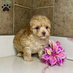 Cutie/Havapoo									Puppy/Female	/8 Weeks, Cutie is a gorgeous gold havanese poodle mix puppy! Family raised and well socialized! Up to date with all shots and dewormings! Comes with a health guarantee! Delivery available! Contact us today 330-473-8809 to get your new family member! 