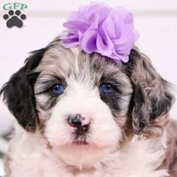 Gem/Miniature Aussiedoodle									Puppy/Female	/5 Weeks,Meet the cutest F1B Mini Aussiedoodle named Gem! She specializes in snuggle time, this sweet pup loves her people and will never leave your side. Playtime is no joke to her, and she will always find a way to make you smile with her cute puppy antics. With her silky, soft coat and deep brown, puppy-dog eyes, this little baby will steal your heart from the very first minute you see her. We spend lots of time with our puppies, so they are well socialized! This is a necessity so they can mature into confident and adaptable dogs. The mama is a stunning Aussiedoodle named Basil. She weighs 16 lbs and is a family favorite. Dad is a handsome Mini Poodle weighing 13 lbs. He’s super intelligent and has an amazing temperament. All the puppies are microchipped, up to date on vaccines and dewormer and our one year genetic health is included. We require a deposit to reserve this little one. For more details you can visit our website: Dream Tree Puppies or call/text Gina at 330-260-1368 for more information!