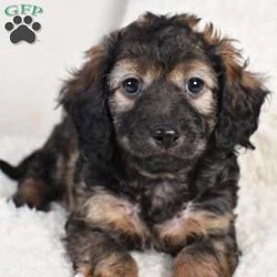 Louie/Cavapoo									Puppy/Male	/8 Weeks,To contact the breeder about this puppy, click on the “View Breeder Info” tab above.