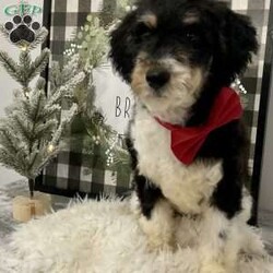 Dallas/Mini Bernedoodle									Puppy/Male	/18 Weeks,Dallas is a Mini F1B Bernedoodle Tri parti color … estimated weight is to be 20-30lbs . he is Very laid back and loyal…. Gentle around our children and so sweet. Included is a Health Guarentee, UTD on vaccines and wormings , vet check and so much more… Call , text, or email for more info