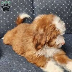 Jolly/Mini Bernedoodle									Puppy/Female	/10 Weeks,Meet Mrs. Jolly the perfect F1B Teddy bear…Bernedoodle… Deep red color… From amazing parents with non fading color genes… Exceptional color intensity… Parents are also health tested and clear of all genetic diseases…