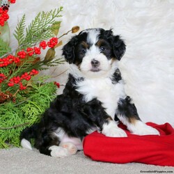 Holly/Mini Bernedoodle									Puppy/Female	/6 Weeks,Say hello to Holly! This beautiful girl is vet checked and up to date on shots and wormer, plus comes with a health guarantee provided by the breeder! Holly is well socialized and she is currently being family raised with children, making her a perfect addition to your family home! If you would like more information on Holly, please contact Chet & Lena Stoltzfus today!