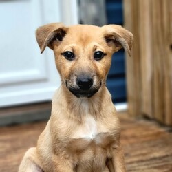 Adopt a dog:Benji/German Shepherd Dog/Female/Baby,Pal's Place rescue would love to introduce you to three of our newest and cutest rescues, a precious and lovable trio of Shepherd mix pups! These sweet babies are estimated to be about 3 months old and weigh between 13 to 16 pounds. Pal's Place rescued the little family from an open-intake shelter in Kentucky after flooding ravaged the area. An overcrowded, chaotic, stressful pound is no place for very young pups. We heard their story and brought these sweethearts up to a wonderful foster home in Chicago to await meeting their forever families. 
Their breed mix is unknown, but the puppies appear to be a mix of herding breeds. While we cannot say for sure what their breed mix is, we can say with 100% certainty they are the absolute best breed; rescued! Two males, Benji and Bosco, and one female, Bambi, are in the litter. All three littermates are curious, social, and affectionate dogs who will make phenomenal companions. We expect they will mature into medium to larger-sized dogs when fully grown. We also anticipate they will be energetic, intelligent dogs who will thrive in active households. Puppies are adorable and fun but require a tremendous amount of time, patience, and energy during their first year or so.
Puppies this age and size need potty breaks every 2-3 hours, along with lots and lots of playtime and attention throughout the day. They will do best in homes where someone is home more often than not and with families prepared to take on crate training, housebreaking, and basic obedience training. Please consider if you truly have time for a puppy before applying, and please consult with all family members in the home before applying. Benji and his littermates are spayed/neutered, up-to-date with age-appropriate vaccines, microchipped, and started on flea and heartworm prevention. Their adoption fee to the rescue is $475. These guys are being fostered on Chicago's north side and can be seen by appointment after an adoption application has been submitted and approved by the rescue. Unfortunately, we cannot place holds on our dogs for any reason once they are available for adoption. For more information or an adoption application, please email palsplace1@hotmail.com or visit http://palsplacerescue.org/adopt/  We do our best to respond to all inquiries within 24-48 hours. However, we are an all-volunteer organization and may not be able to respond for 3-5 days at times. If you are expecting a response from us, please check your spam/junk folders regularly, as our correspondence can sometimes end up in those folders. 

• Benji's adoption fee to the rescue is $475. He is neutered, microchipped, up-to-date with age-appropriate vaccines, and started on flea and heartworm prevention. Benji and his siblings can be visited by appointment once an adoption application is submitted and approved by the rescue. To complete an adoption application online, visit http://palsplacerescue.org/adopt/ or email Palsplace1@hotmail.com for an application or more information. We cannot place holds on our dogs for any reason. Please do not apply unless you are ready to welcome a new member into the home within three days of applying.

• Pal's Place adoption fees start at $475 for puppies and $375 for dogs aged six months or older. This fee helps to cover medical expenses needed to prepare dogs for adoption (vaccines, microchips, spay/neuter surgeries, etc.), feeding, transportation, and general care for the dogs. Pal's Place is 100% reliant on donations to care for our rescued dogs. 

• Please email Palsplace1@hotmail.com or visit our website, www.palsplacerescue.org, for an adoption application. Pal's Place is a volunteer-run organization. Please allow up to 48 hours for a response. Please also check your spam/junk folder when awaiting an answer; sometimes, replies and applications end up there!

• All our dogs are in foster homes and can be seen BY APPOINTMENT ONLY after an approved application is received. For more info, please email palsplace1@hotmail.com. Email is the preferred contact method and is the quickest way to receive a response. We cannot place holds on our dogs. Please do not contact us until you are prepared to adopt