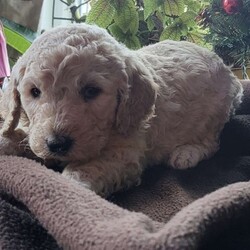 Tannet/Goldendoodle									Puppy/Male	/7 Weeks,We welcomed a new addition to our Pet Family, Lila(Mom) and Jack(Dad) are welcomed their litter of F1b Goldendoodle puppies on 11/14/22. Both parents are CKC registered, Lila(Mom) is a standard size Golden Doodle  (65lbs) with the Black and Grey color, Jack (Dad) is a Standard Poodle (65lbs) with a brown and Black color coat.  They will have soft wavy coats that are non-shedding and allergy friendly!  The puppies will have their current vaccinations and deworming, they’ll be given a clean bill of health by their vet.  We’re currently taking a litter deposit for reservations for a January 14th pickup. Let me know if you’re interested.