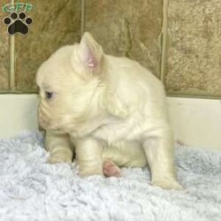 Princess/French Bulldog									Puppy/Female	/11 Weeks,Princess is a perfect lilac tan Merle platinum visual fluffy Akc registered french bulldog puppy! No brindle! Super short compact high quality! Perfect dna! Blue eyes! Family raised and well socialized! Up to date with all shots and dewormings! Comes with a health guarantee! Delivery available! Contact us today to get your new family member!