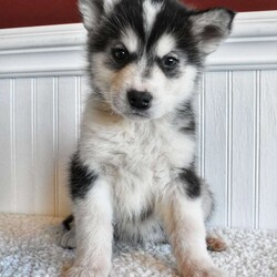 Tina/Alaskan Malamute									Puppy/Female	/9 Weeks,This is Tina. She is a BEAUTIFUL Alaskan Malamute worthy of some recognition and love.  Just look at her beautiful color and her graceful tail. She is super sweet and well socialized. Please text or call 7177235972 to set up a date and time to come meet this sweetheart. thanks-Anne
