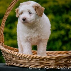 Mini Bordoodle Puppy READY TO GO! /Border Collie//Younger Than Six Months,***One Apricot Parti Female left***This little girl is an absolute sweetheart. She loves people and can never get enough cuddles.She is readvertised due to new owners unforseen circumstances and is the last available pup from our gorgeous Bordoodle litter.Parents have both been DNA tested (Full Breed Profile with Orivet) to ensure our pups wont be affected by tested genetic disorders common in both breeds.Mother is a small Border Collie at 15kg. She is a very smart loyal and kind natured girl.Sire is a gorgeous Chocolate and White Parti Poodle 6.5kg.Our puppies are brought up in the family home with lots of love and play. Once they are old enough to go outside they have plenty of room to run and explore. There is lots to encounter horses, cows, birds, cats, other dogs, tractors and children.Puppies will be:-Microchipped-Vaccinated-Wormed at 2,4,6 and 8 weeksThey Come with a puppy pack containing-Folder with general puppy information-Microchip and Vaccination details-Dates to remember-Blanket carrying scent of mother and litter mates to help with initial separation.-Black Hawk sample pack for pups picked up in person or by road transport.Ready for her new home January 8th$3500More photos of her and her parents availableShould mature between 9 and 15kg larger than a cavoodle moodle mini spoodle smaller than a labradoodle groodle sheepadoodle standard bordoodle or ausiedoodleWe can help organise road transport or Flights at buyers expense.Pups can be picked up from our property near Lismore NSWFollow our instagram for updates @countryroadbordoodles or facebook group https://www.facebook.com/groups/1173467906737367/RPBA 4196NSW Breeder Identification Number B000613960$3500Video https://youtu.be/N23MBlvQwDQ