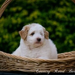 Mini Bordoodle Puppy READY TO GO! /Border Collie//Younger Than Six Months,***One Apricot Parti Female left***This little girl is an absolute sweetheart. She loves people and can never get enough cuddles.She is readvertised due to new owners unforseen circumstances and is the last available pup from our gorgeous Bordoodle litter.Parents have both been DNA tested (Full Breed Profile with Orivet) to ensure our pups wont be affected by tested genetic disorders common in both breeds.Mother is a small Border Collie at 15kg. She is a very smart loyal and kind natured girl.Sire is a gorgeous Chocolate and White Parti Poodle 6.5kg.Our puppies are brought up in the family home with lots of love and play. Once they are old enough to go outside they have plenty of room to run and explore. There is lots to encounter horses, cows, birds, cats, other dogs, tractors and children.Puppies will be:-Microchipped-Vaccinated-Wormed at 2,4,6 and 8 weeksThey Come with a puppy pack containing-Folder with general puppy information-Microchip and Vaccination details-Dates to remember-Blanket carrying scent of mother and litter mates to help with initial separation.-Black Hawk sample pack for pups picked up in person or by road transport.Ready for her new home January 8th$3500More photos of her and her parents availableShould mature between 9 and 15kg larger than a cavoodle moodle mini spoodle smaller than a labradoodle groodle sheepadoodle standard bordoodle or ausiedoodleWe can help organise road transport or Flights at buyers expense.Pups can be picked up from our property near Lismore NSWFollow our instagram for updates @countryroadbordoodles or facebook group https://www.facebook.com/groups/1173467906737367/RPBA 4196NSW Breeder Identification Number B000613960$3500Video https://youtu.be/N23MBlvQwDQ