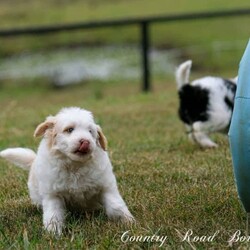 Mini Bordoodle Puppy READY TO GO! /Border Collie//Younger Than Six Months,***One Apricot Parti Female left***This little girl is an absolute sweetheart. She loves people and can never get enough cuddles.She is readvertised due to new owners unforseen circumstances and is the last available pup from our gorgeous Bordoodle litter.Parents have both been DNA tested (Full Breed Profile with Orivet) to ensure our pups wont be affected by tested genetic disorders common in both breeds.Mother is a small Border Collie at 15kg. She is a very smart loyal and kind natured girl.Sire is a gorgeous Chocolate and White Parti Poodle 6.5kg.Our puppies are brought up in the family home with lots of love and play. Once they are old enough to go outside they have plenty of room to run and explore. There is lots to encounter horses, cows, birds, cats, other dogs, tractors and children.Puppies will be:-Microchipped-Vaccinated-Wormed at 2,4,6 and 8 weeksThey Come with a puppy pack containing-Folder with general puppy information-Microchip and Vaccination details-Dates to remember-Blanket carrying scent of mother and litter mates to help with initial separation.-Black Hawk sample pack for pups picked up in person or by road transport.Ready for her new home January 8th$3500More photos of her and her parents availableShould mature between 9 and 15kg larger than a cavoodle moodle mini spoodle smaller than a labradoodle groodle sheepadoodle standard bordoodle or ausiedoodleWe can help organise road transport or Flights at buyers expense.Pups can be picked up from our property near Lismore NSWFollow our instagram for updates @countryroadbordoodles or facebook group https://www.facebook.com/groups/1173467906737367/RPBA 4196NSW Breeder Identification Number B000613960$3500Video https://youtu.be/N23MBlvQwDQ