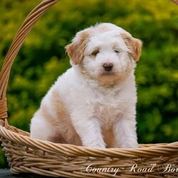 Mini Bordoodle Puppy READY TO GO! /Border Collie//Younger Than Six Months,***One Apricot Parti Female left***This little girl is an absolute sweetheart. She loves people and can never get enough cuddles.She is readvertised due to new owners unforseen circumstances and is the last available pup from our gorgeous Bordoodle litter.Parents have both been DNA tested (Full Breed Profile with Orivet) to ensure our pups wont be affected by tested genetic disorders common in both breeds.Mother is a small Border Collie at 15kg. She is a very smart loyal and kind natured girl.Sire is a gorgeous Chocolate and White Parti Poodle 6.5kg.Our puppies are brought up in the family home with lots of love and play. Once they are old enough to go outside they have plenty of room to run and explore. There is lots to encounter horses, cows, birds, cats, other dogs, tractors and children.Puppies will be:-Microchipped-Vaccinated-Wormed at 2,4,6 and 8 weeksThey Come with a puppy pack containing-Folder with general puppy information-Microchip and Vaccination details-Dates to remember-Blanket carrying scent of mother and litter mates to help with initial separation.-Black Hawk sample pack for pups picked up in person or by road transport.Ready for her new home January 8th$3500More photos of her and her parents availableShould mature between 9 and 15kg larger than a cavoodle moodle mini spoodle smaller than a labradoodle groodle sheepadoodle standard bordoodle or ausiedoodleWe can help organise road transport or Flights at buyers expense.Pups can be picked up from our property near Lismore NSWFollow our instagram for updates @countryroadbordoodles or facebook group https://www.facebook.com/groups/1173467906737367/RPBA 4196NSW Breeder Identification Number B000613960$3500Video https://youtu.be/N23MBlvQwDQ