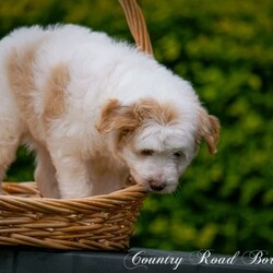 Mini Bordoodle Puppy READY TO GO! /Border Collie//Younger Than Six Months,***One Apricot Parti Female left***This little girl is an absolute sweetheart. She loves people and can never get enough cuddles.She is readvertised due to new owners unforseen circumstances and is the last available pup from our gorgeous Bordoodle litter.Parents have both been DNA tested (Full Breed Profile with Orivet) to ensure our pups wont be affected by tested genetic disorders common in both breeds.Mother is a small Border Collie at 15kg. She is a very smart loyal and kind natured girl.Sire is a gorgeous Chocolate and White Parti Poodle 6.5kg.Our puppies are brought up in the family home with lots of love and play. Once they are old enough to go outside they have plenty of room to run and explore. There is lots to encounter horses, cows, birds, cats, other dogs, tractors and children.Puppies will be:-Microchipped-Vaccinated-Wormed at 2,4,6 and 8 weeksThey Come with a puppy pack containing-Folder with general puppy information-Microchip and Vaccination details-Dates to remember-Blanket carrying scent of mother and litter mates to help with initial separation.-Black Hawk sample pack for pups picked up in person or by road transport.Ready for her new home January 8th$3500More photos of her and her parents availableShould mature between 9 and 15kg larger than a cavoodle moodle mini spoodle smaller than a labradoodle groodle sheepadoodle standard bordoodle or ausiedoodleWe can help organise road transport or Flights at buyers expense.Pups can be picked up from our property near Lismore NSWFollow our instagram for updates @countryroadbordoodles or facebook group https://www.facebook.com/groups/1173467906737367/RPBA 4196NSW Breeder Identification Number B000613960$3500Video https://youtu.be/N23MBlvQwDQ