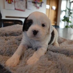 Adopt a dog:Hypoallergenic Tibetan Terrier Puppies/Tibetan Terrier/Mixed Litter/5 weeks,Lovely litter of puppies arrived in December.
Our fluff babies can be seen with their mum, grandma and stepsister who also all live here.
Loads of photos and videos available on request ,

please message or phone for any details or information.

All pups come to you loved, well handled, used to a busy house and lots of fuss, paper trained and with a bag of goodies to help them settle into their new home.
They will be microchipped and wormed and well as vet checked before they leave too.
All puppies and adults dogs in our home are health screened.