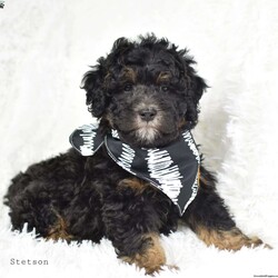 Stetson/Mini Bernedoodle									Puppy/Male	/8 Weeks, Meet Stetson!! A beautiful F1 mini bernedoodle! He resembles a teeny bear cub..Stetson is all about the energy,and having fun! He puts his whole heart into whatever he does! 