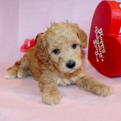 Bailey – MicroMini/Mini Goldendoodle									Puppy/Female	/7 Weeks,This is Bailey the precious and sweet girl full of fun and sparkle! She loves to be snuggled and play with her toys. Bailey is an F1bb Micro Mini Goldendoodle, the smallest and most hypoallergenic of the Goldendoodle breed. She is likely to mature around 12lbs and be the perfect lapdog! Bailey is up to date on shots and dewormer and vet checked. She is well socialized and raised in a loving family environment. To learn more about how Bailey can join your family contact the breeder today! 