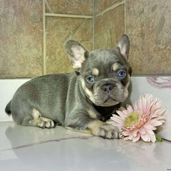 Gloria/French Bulldog									Puppy/Female	/8 Weeks,Gloria is a beautiful lilac tan Akc registered french bulldog puppy! Shes got bright blue eyes! Family raised and well socialized! Up to date with all shots and dewormings! Comes with a health guarantee! Delivery available! Contact us today to get your new family member!